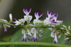 Pueraria tuberosa